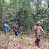 Saison sèche: Binh Phuoc renforce la protection de ses forêts