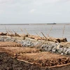 La province de Ca Mau travaille pour prévenir l'érosion et l'affaissement