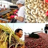 Agriculture : excédent commercial de plus de 7,9 milliards de dollars en dix mois