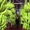 Les bananes vietnamiennes vendues à des prix élevés sur le marché japonais