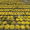 Le Têt, période clé pour les horticulteurs