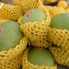 Pour mieux exporter des mangues vietnamiennes