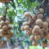 Bac Giang exporte le premier lot de longane frais vers l’Australie