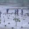 Lancement d'un projet de restauration des mangroves à Ninh Binh financé par la R. de Corée
