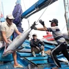 Ben Tre exhorte les pêcheurs à lutter contre la pêche illégale