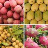 Quatre fruits vietnamiens sont exportés vers l’Australie