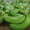 Exportations de bananes de près de 11 millions de dollars vers le Japon et la R. de Corée en 2022