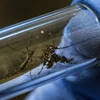 La Thaïlande met en place un centre d'opérations d'urgence pour faire face à la dengue