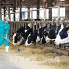 Super Nut de Vinamilk remporte le prix de la meilleure alternative au lait de vache 2023