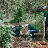 Nestlé collabore avec des partenaires pour développer l'agriculture régénérative au Vietnam