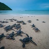 Lancement d'un nouveau film appelant à la protection des tortues marines