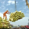  Le Vietnam demeure le plus grand fournisseur de riz aux Philippines 