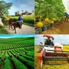 Le secteur agricole continue de se concentrer sur trois grands programmes pour le second semestre