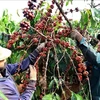 Le Vietnam a exporté 934.900 tonnes de café depuis janvier au 15 juin