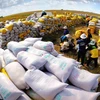 Les exportations de riz du Vietnam atteindront plus de 4 milliards de dollars en 2023