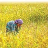 Cambodge-Indonésie : coopération dans le commerce de riz