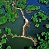 La forêt de mangrove de Can Gio est proposée pour devenir un site Ramsar 