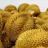 Le Vietnam exportera des durians vers l’Inde