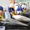 Les exportations de thon vers le Royaume-Uni devraient augmenter dans les derniers mois de l’année