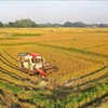Ho Chi Minh-Ville s'oriente vers une agriculture urbaine durable