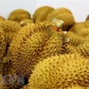 Les exportations de durian ont rapporté 1,63 milliard de dollars en 9 mois