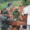 ​Deux bombes datant de la guerre neutralisées en toute sécurité à Quang Tri