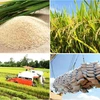 Le secteur du riz cherche à consolider sa position sur les marchés national et international