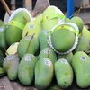 An Giang exporte son premier lot de mangue verte en Australie et aux États-Unis