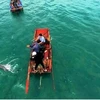 Quang Ninh : Dauphins et baleines aperçus à plusieurs reprises autour de l'île de Co To