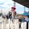 Ha Giang exporte le premier conteneur de radis marinés de 2024 au Japon