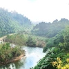 Plantation de 50.000 arbres indigènes à la Réserve naturelle de Dong Chau-Khe Nuoc Trong