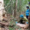 Binh Phuoc : des espèces menacées relâchées dans la nature
