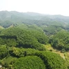Quang Tri promeut la protection des forêts et le boisement pour réduire les émissions