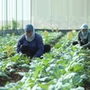 Hanoï cherche à développer l'agriculture biologique