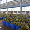 Le durian vietnamien représente 31,8% des importations chinoises