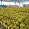 La Thaïlande prévoit d'exporter un million de tonnes de durian cette année