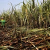 La production thaïlandaise de canne à sucre chute fortement à cause de la sécheresse