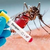 L'Indonésie enregistre une multiplication par trois des cas de dengue