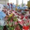 Les exportations de fruits et légumes du Vietnam visent 4,2 milliards de dollars pour 2019