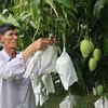 Les mangues vietnamiennes bientôt exportées aux États-Unis