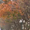 Hanoï à la saison du changement de couleur des feuilles