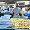 Montée en flèche des exportations nationales de noix de cajou vers la Chine