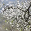 Contempler les pruniers en fleurs à Moc Chau