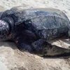 Thaïlande : des tortues marines rares reviennent pondre sur des plages vides de touristes