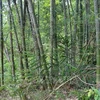 Thanh Hoa : plus de 17.000 ha de forêts aux normes FSC