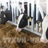 La ferme laitière Phu Yen du groupe TH reçoit des vaches importées des États-Unis