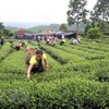 Le Vietnam renforce la production de thé aux normes de sécurité sanitaire des aliments