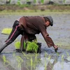 Thaïlande: les exportations de riz en 2021 pourraient être pire qu'en 2020