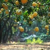 Le pamplemousse de Diên "regorge de fruits murs" pour le Têt traditionnel