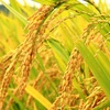 Une application pilote pour identifier des organismes nuisibles sur le riz